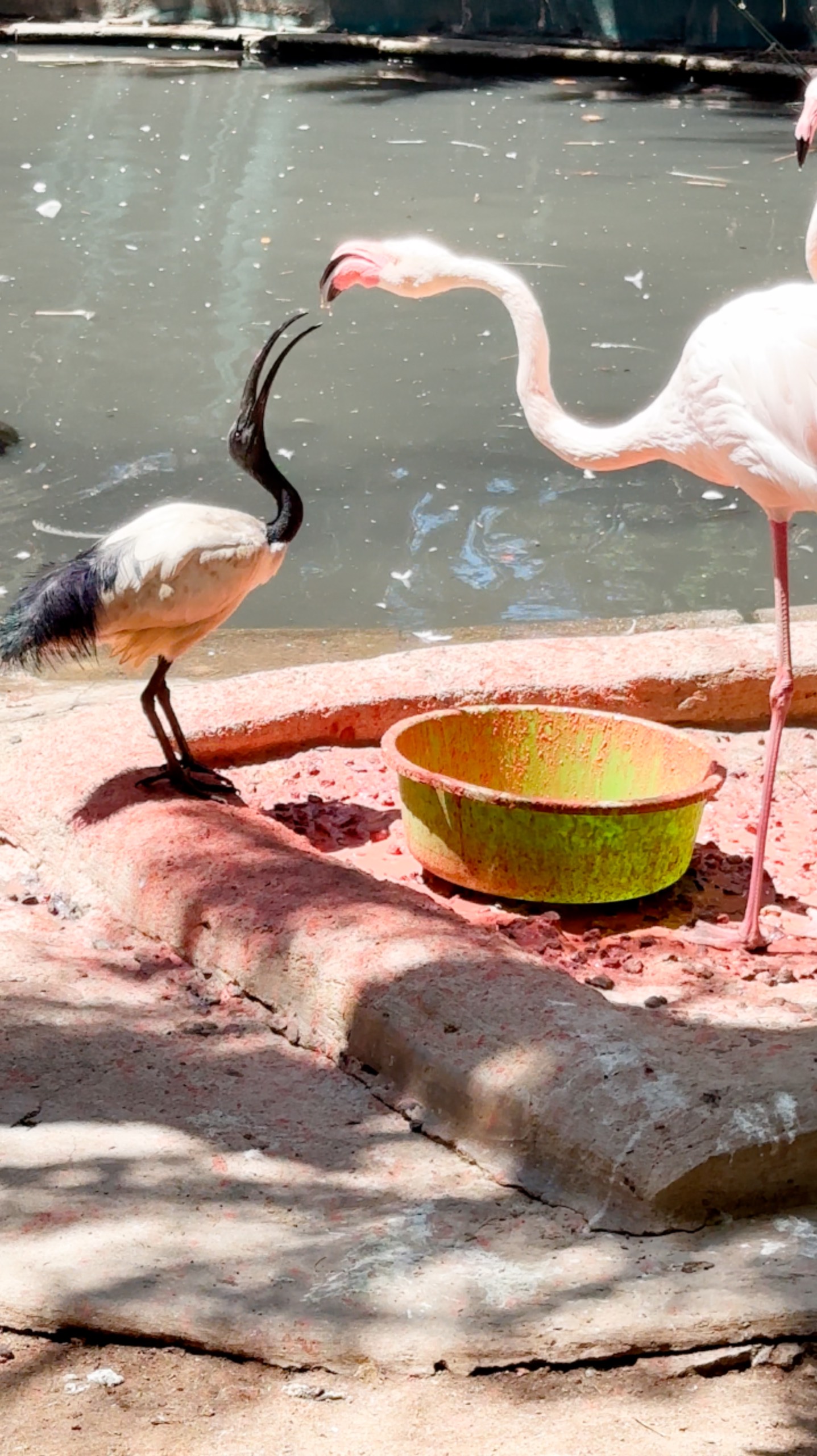 Секрет Розовых фламинго раскрыт в #ЮАР смотреть онлайн
