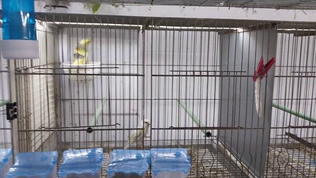 Tardecita de aviario con SORPRESA!!!!🐣🤗🥰🙆♂️ смотреть онлайн