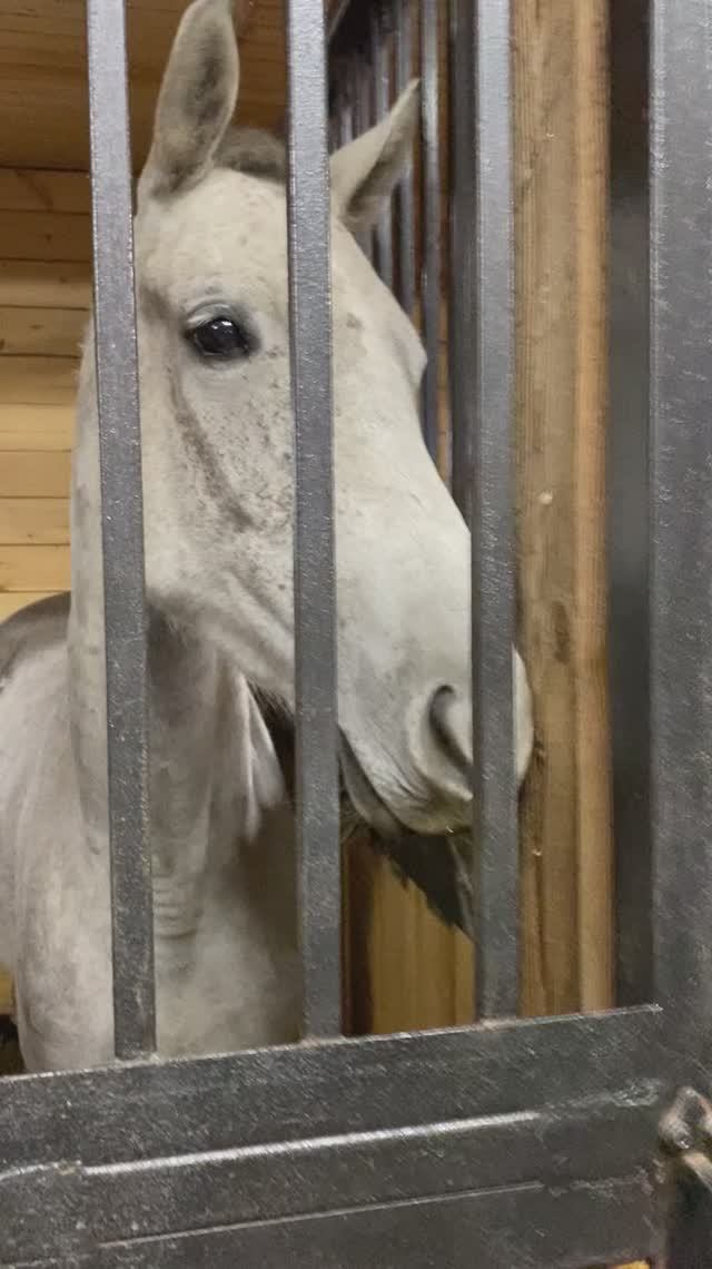 КОБЫЛА СЕРАЯ смотреть онлайн