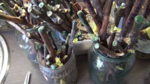 Процесс и результат укоренения. 1-я серия