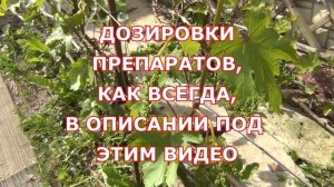 ПОМОГИТЕ ЦВЕСТИ ВИНОГРАДУ, и ВНИМАНИЕ!!! ЗАМОРОЗКИ в ИЮНЕ!!!