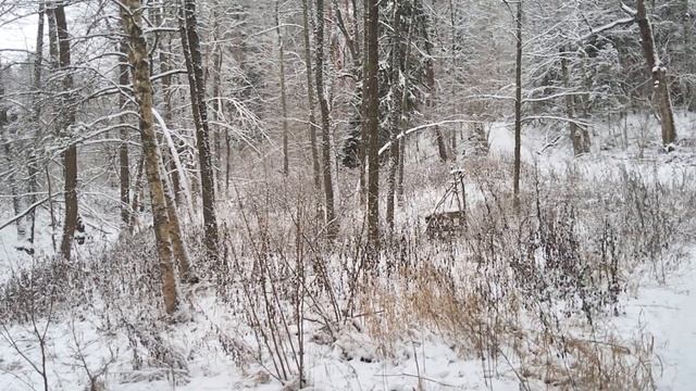 Сосны зимой смотреть онлайн