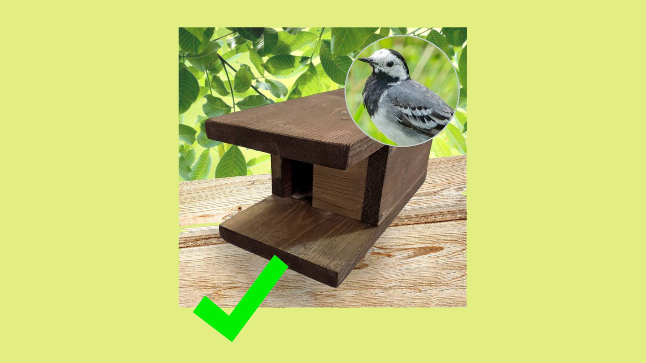 Трясогузочник