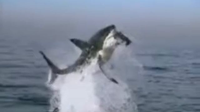 Shark attack смотреть онлайн
