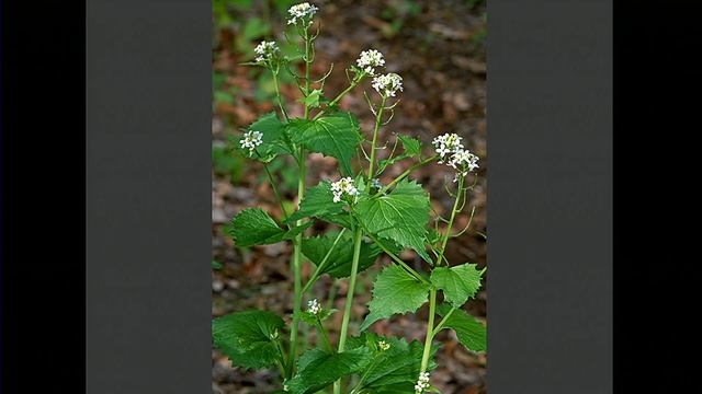 Survival in the Darwinian Garden смотреть онлайн