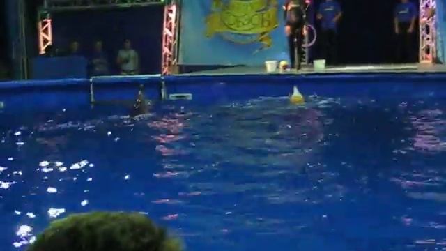 Дельфины танцуют.avi смотреть онлайн