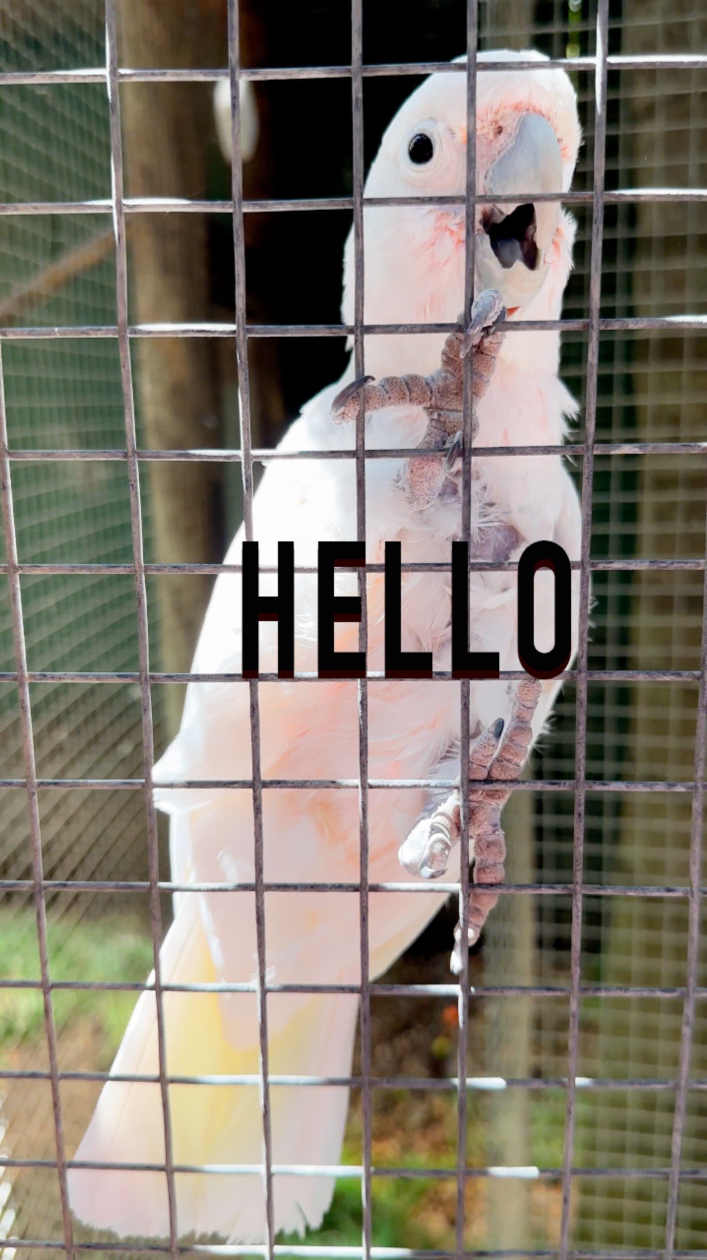 Попугай Говорящий Hello #ЮАР смотреть онлайн