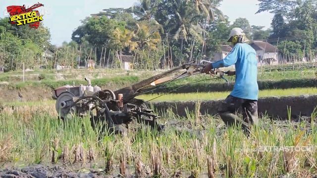 Terjebak Lumpur! Mesin Traktor Sawah Bekerja Membajak Lumpur Dalam