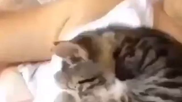 --️Э ПРИНИМАЮ СРАЗУ Аэ шерстяной мо Джавид смотреть онлайн