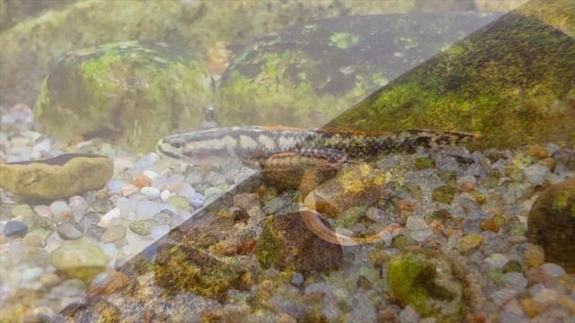 *NEW* Stiphodon Aureofuscus - Golden-Black Goby! смотреть онлайн