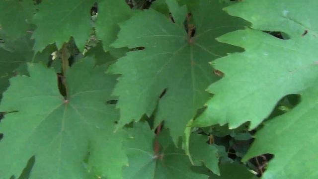 ЗАЩИТА ВИНОГРАДА ПЕРЕД СОЗРЕВАНИЕМ: ЙОД, МФК, и другие Заботы 2-ой декады Августа смотреть онлайн