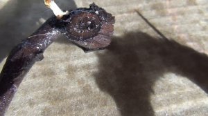 ВИНОГРАД НИКОГДА НЕ СДАЁТСЯ! И НАМ НЕЛЬЗЯ ОПУСКАТЬ РУКИ!