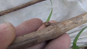 1 я серия ВИНОГРАД  РАСКРЫВАЕТ ПОЧКИ.  ЧТО НАДО ДЕЛАТЬ С КУСТАМИ?