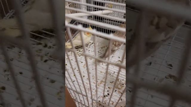 МЫ КУПИЛИ НОВЫХ ПТИЦ , НО МОЯ КАРЕЛЛА ПОКОНЧИЛАСЬ СОБОЙ ИЗ ЗА КЛЕЩА смотреть онлайн