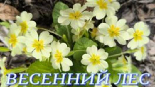 №1056/ ВЕСЕННИЙ лес!!! В ЛЕС за КОРОЙ. смотреть онлайн