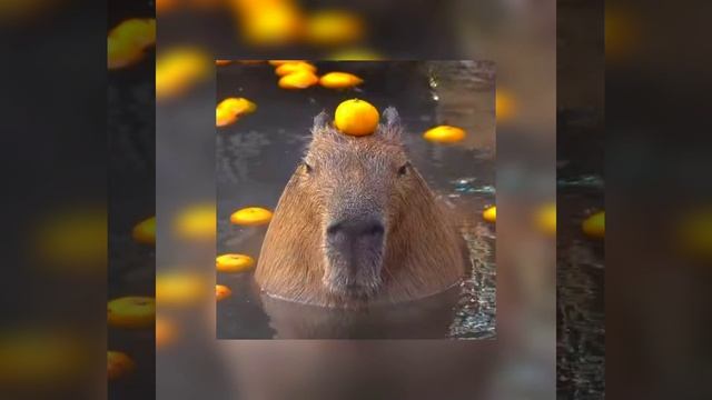 музыка Капибара 4k между прочим смотреть онлайн