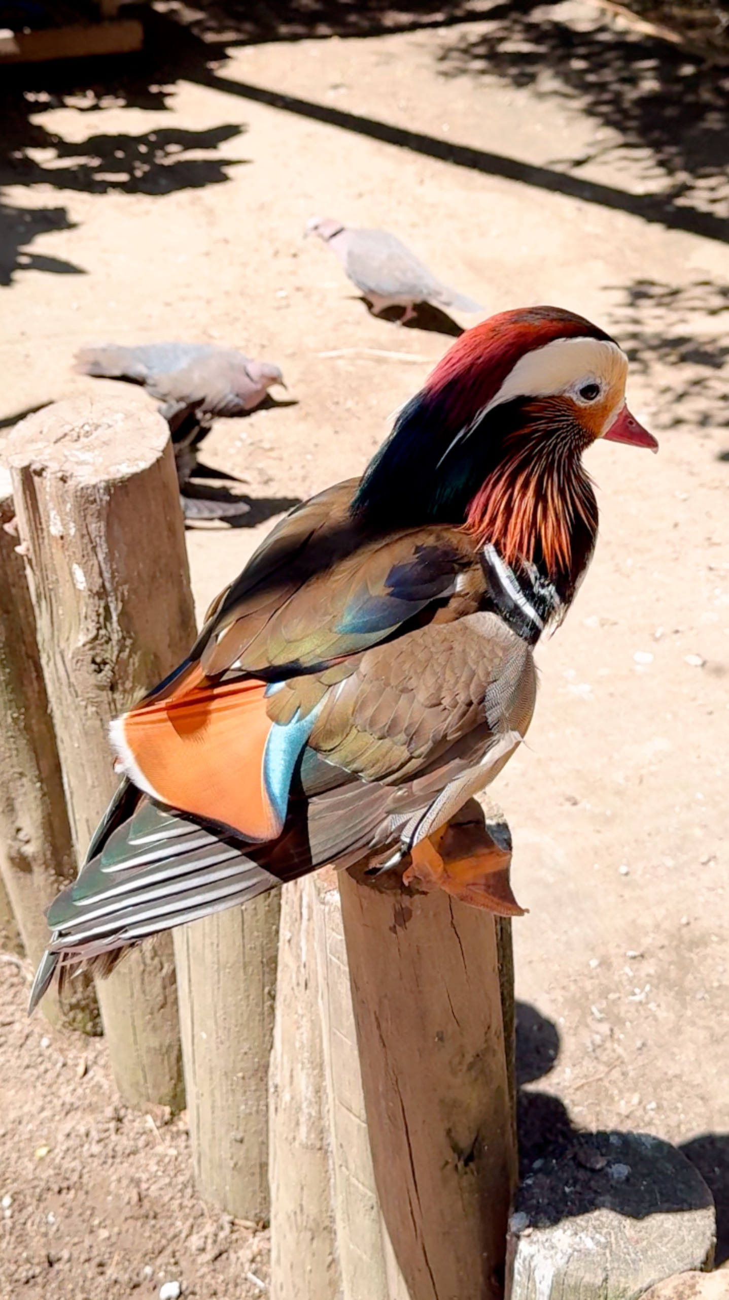 Утка Мандаринка #ЮАР смотреть онлайн