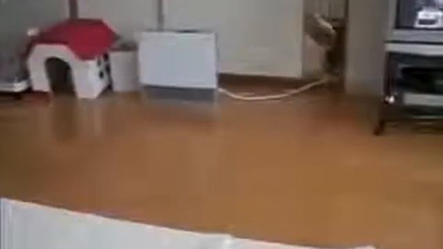 Смешные сумасшедшие кошки :D