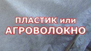 Когда ЛУЧШЕ ВЫСАЖИВАТЬ САЖЕНЦЫ винограда в Средней полосе