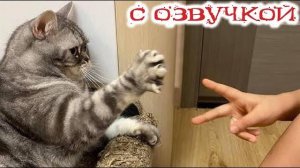😼 ТОП Подборка смешных котов, 😍ЛУЧШИЕ ПРИКОЛЫ😂 Смешные видео с котами🤩Смешные видео