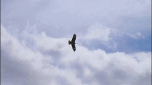 Полёт беркута над Алтаем