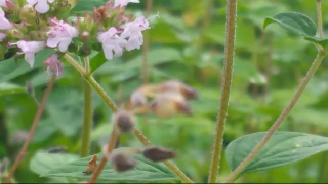 Цветущие растения в августе