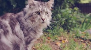 О ЧЕМ ДУМАЮТ КОТЫ? ТАЙНАЯ ЖИЗНЬ ДОМАШНИХ ЖИВОТНЫХ 😼🔍