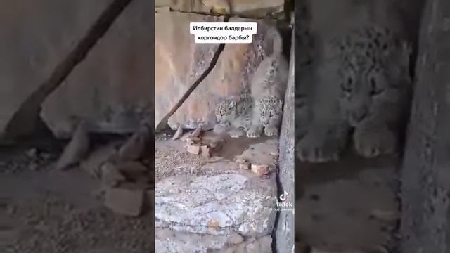 Каракол жайлоолорундагы илбирстер смотреть онлайн