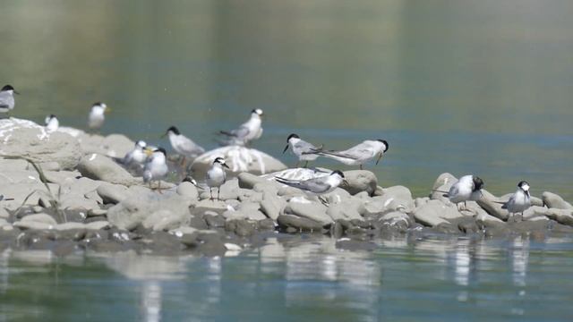 小燕鷗 Little Tern（Sternula albifrons）227 смотреть онлайн