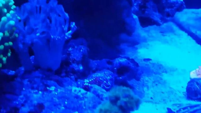 Ran's reef night time смотреть онлайн
