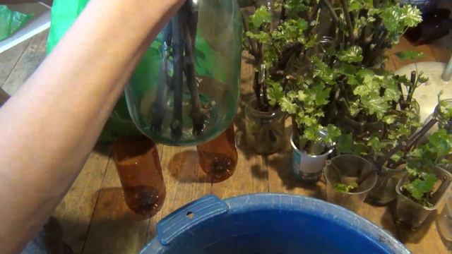 СКОЛЬКО КОРНЕЙ НАДО САЖЕНЦАМ? смотреть онлайн