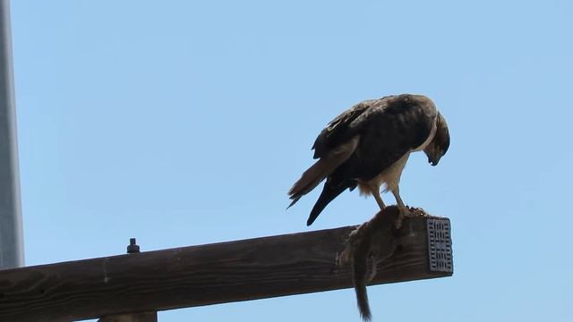 Raptor rodent repast смотреть онлайн