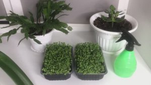 Как вырастить микрозелень Капусты Брокколи?