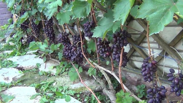 ч 4. ОБЗОР любимых СОРТОВ ВИНОГРАДА в ПОДМОСКОВЬЕ. Вкусы нашей семьи смотреть онлайн