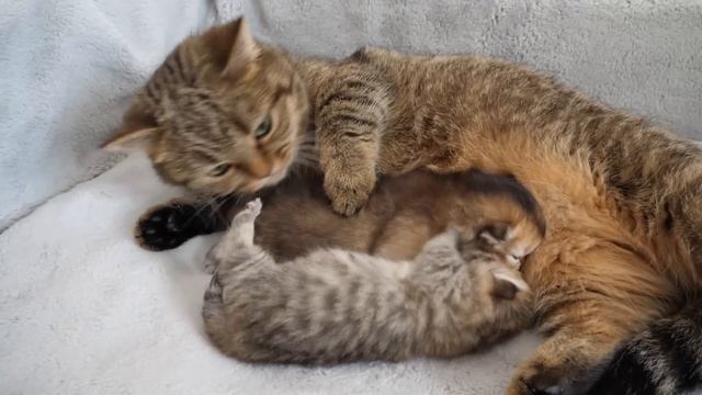 Cute reaction of a mother cat after taking care of her baby kittens' defecation. смотреть онлайн