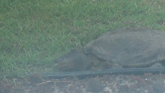 Florida Softshell Turtle - Apalone ferox vidéo HD (2/2) смотреть онлайн