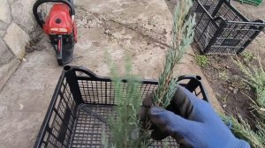 Весеннее черенкование скального можжевельника Скайрокет🫡