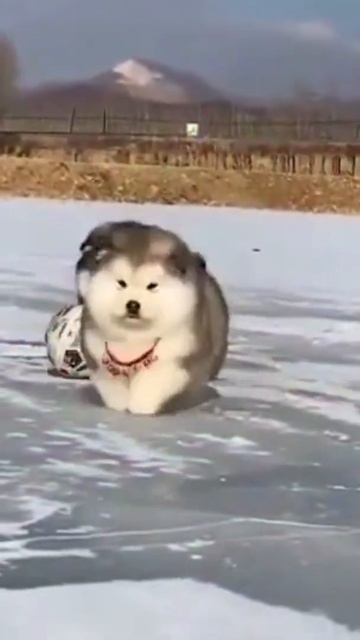 alaskan malamute puppy playing in snow 🐶 смотреть онлайн