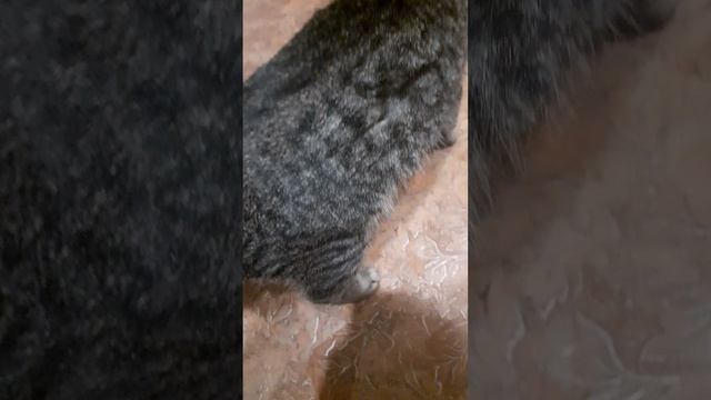 20250330_201604 смотреть онлайн