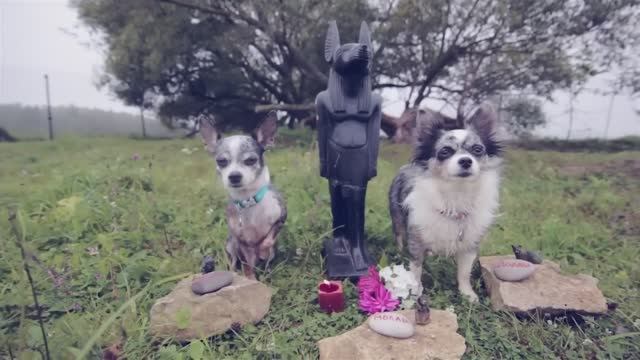 Каникулы у бабушки: приключения чихуахуа в деревне 🌳🐾 смотреть онлайн