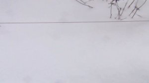 Как зимует виноград под "тряпочками"