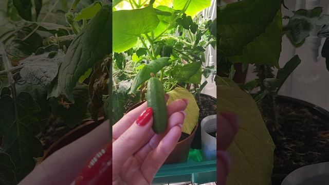 Собираю огурцы🥒 смотреть онлайн