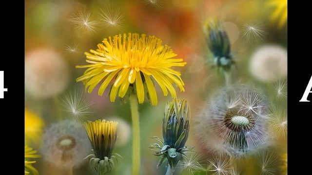 Диктант 4-А смотреть онлайн