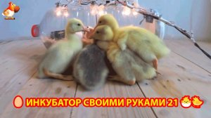 Инкубатор своими руками из подручных материалов и результат инкубации🥚🐣🐤 вариант (21)