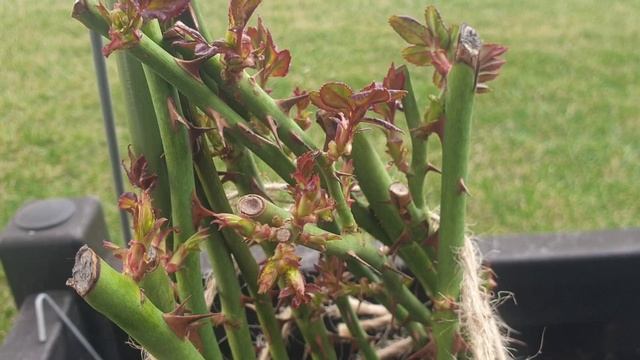 Розы 30 марта. Подмосковье. смотреть онлайн