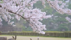 Красивая расслабляющая музыка для сердца и кровеносных сосудов 🌿 Музыка лечит душу #4