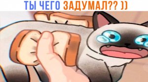 АААА, НЕ ЕШЬ! ))) Приколы с котами | Мемозг 1582