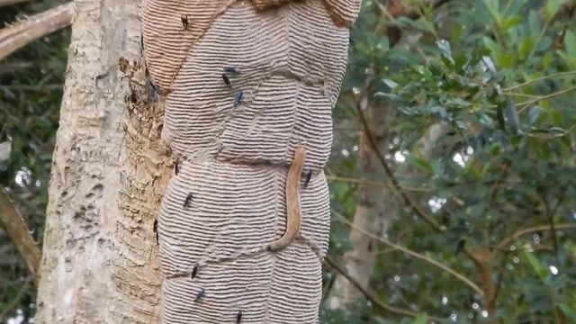 Synoeca cyanea e a Lesma. DSCN1126 смотреть онлайн