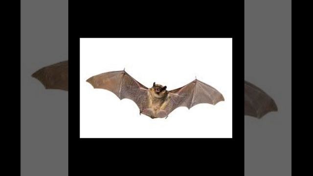 what are bats? смотреть онлайн