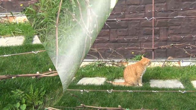 КОГДА ДЕЛАТЬ ПРОЛОМКУ ПОБЕГОВ на ВИНОГРАДЕ на Севере смотреть онлайн